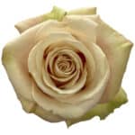 Rose Sandy 50cm rprima - Image 2