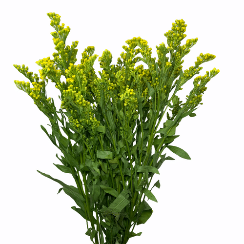 43988e31-8ee0-4670-8072-9a23ec7f6da8.png Solidago Golden Glory fresca - Image 1