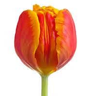 TULIPS v.d. dbl red yellow
