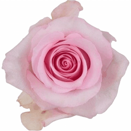 Rose Nena 60cm rfi