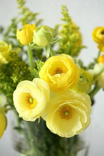 Ranunculus Pale Yellow holex