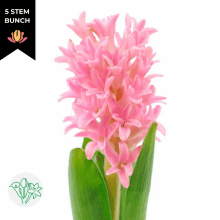 Hyacinth Pink holl