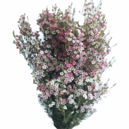 Wax RevelationPink  tutuli