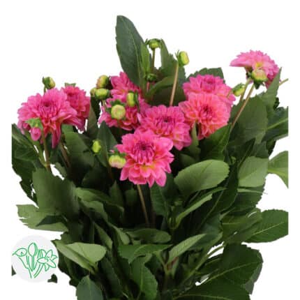 Dahlia Esli holl