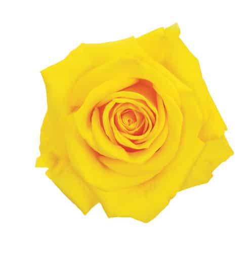 43d1c621-c8be-4206-8bd9-0ad9c381c30c.jpg Rose GoldStar 60cm esmerlada - Image 1