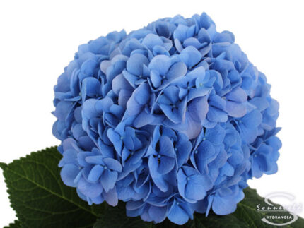 Hydrangea HildeMoorhof holl(dk