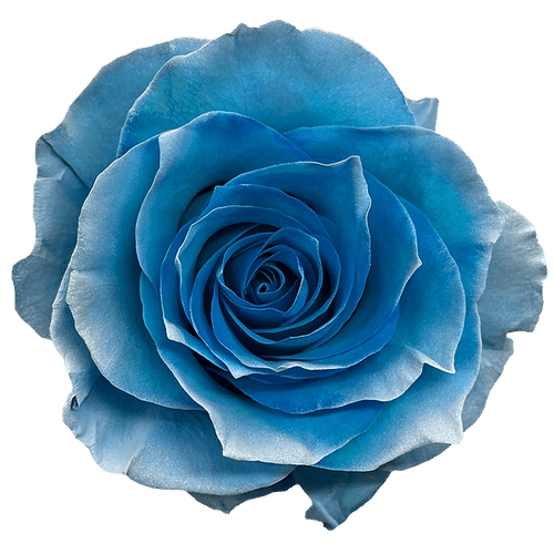 43e2efe7-f073-4766-bbb5-ca41bbced7c3.png Rose Heaven 50cm florecal - Image 1