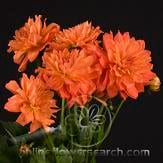 Dahlia org/yell 2tone seaberry
