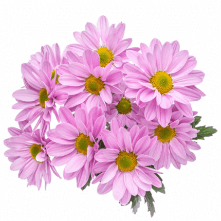 Pom Daisy Lavender Atlantis so