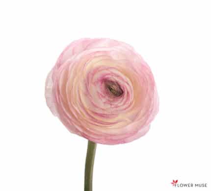 Ranunculus Sfumato chile