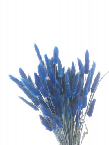 Lagurus Dyed Blue holl