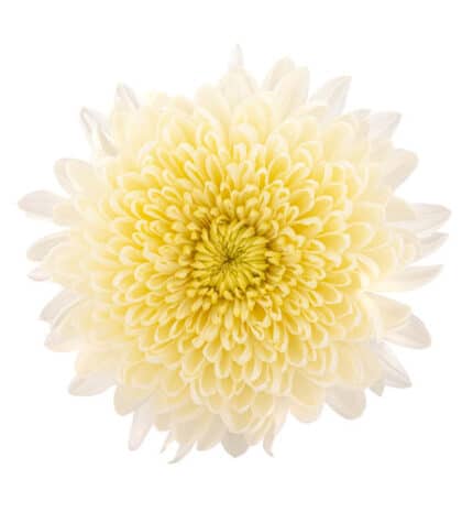 Mum Cremon Philadelphia sole