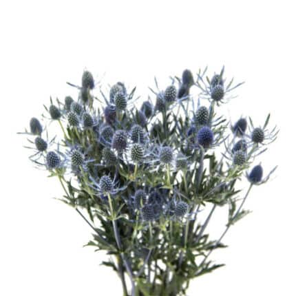 Eryngium Blue Arabian Dawn 60c