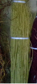 Dogwood chartreuse green o.c.