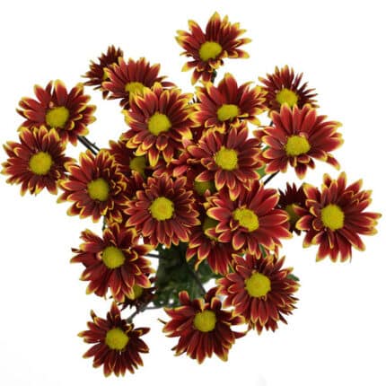 Pom Daisy Ragusa gdns