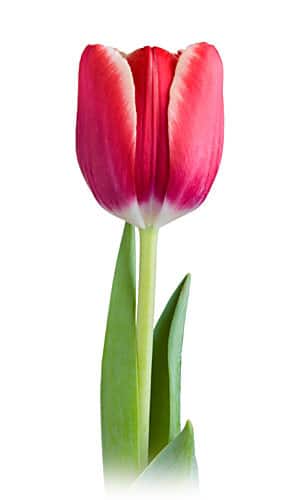 Tulip RedWhite holl