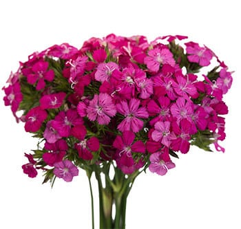 Dianthus Gypsy Hot Pink hillto