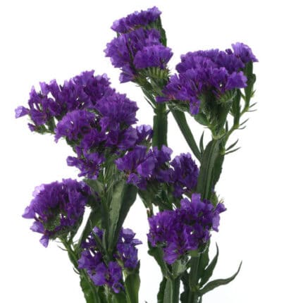 Statice Tissue Blue rio -