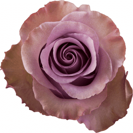 Rose Govinda 50cm florecal