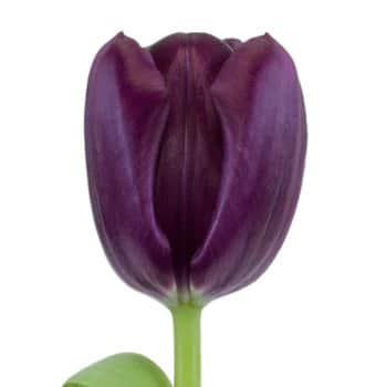 Tulip French Dk Purple holl