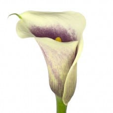 Calla Picasso fresca