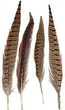 Feather ringneck