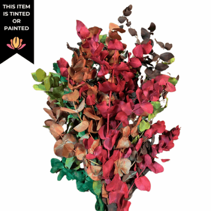 Dried Eucalyptus Cinerea Harlequin holl