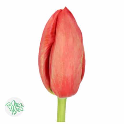 Tulip French Swarovski hol