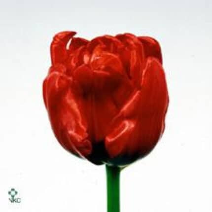 Tulip Arie Alkemade's mem dbl