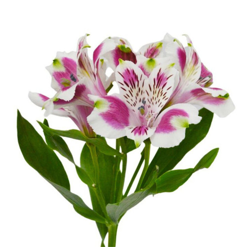 449f97b7-10da-4164-829a-9d1146d23b00.jpg Alstro Cordoba Bicolor (White/Purple) tessa - Image 1