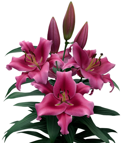 Lily Maldano holl 2+