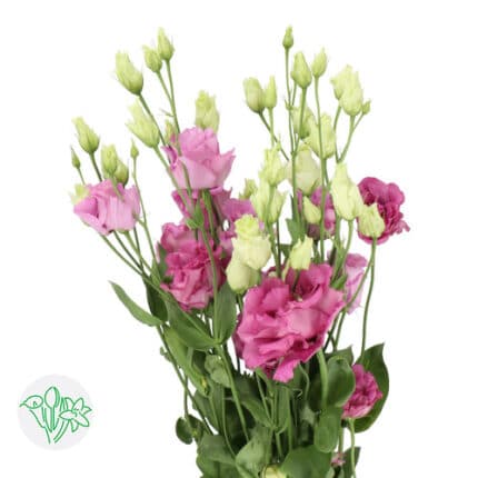 Lisianthus Dbl Julius Grape ho