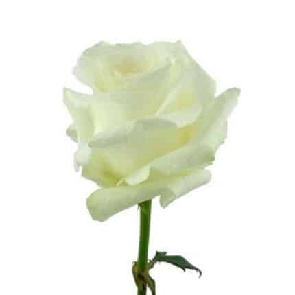Rose Akito 40cm florisma