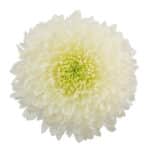 Mum Disbud Magnum esmeralda(10