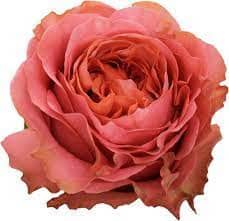 Rose Garden Mandarin Xpression