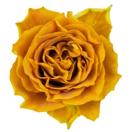 Rose Heart Of Gold 60cm holex