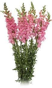 Snaps med rose canada