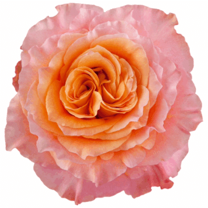 Rose Free Spirit 60cm choice