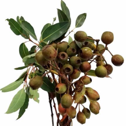 Eucalyptus Pods Large camflor