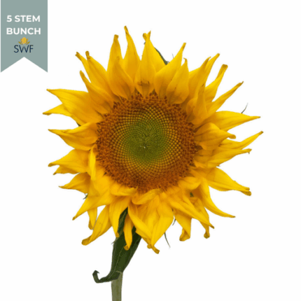 Sunflower Sunbeam mellano