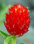 Gomphrena Red mccreights