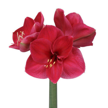 Amarylis lilac favour(h)st htp