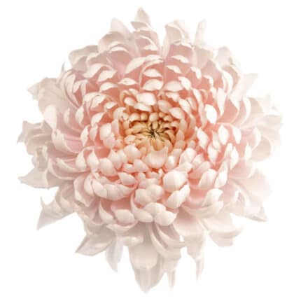 Mum Disbud Fantasia gdns