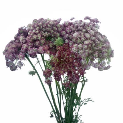 Lace Chocolate tutulli