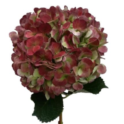 Hydrangea Antique Red bella(ST