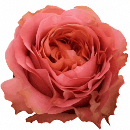 Rose Mandarin Xpression 50cm S