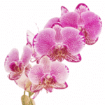 Phals Fushsia Variegated Holl