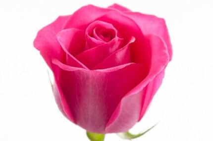 Rose PinkFloyd 70cm priv coll