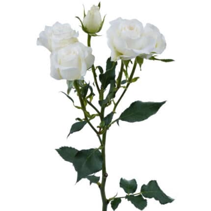 RoseSpray Shining Star trilogy