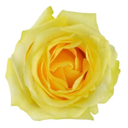 Rose Tara (25st) 50cm rfi